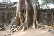 Tree growing in structure