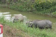 Buffalos in canal