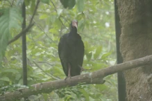 An Ibis that looks like a vulture
