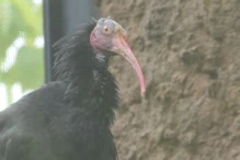 An Ibis that looks like a vulture