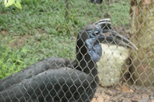 Large hornbill