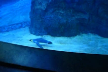 Penguin aquarium