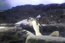 Penguin aquarium