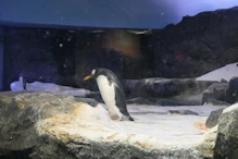 Penguin aquarium
