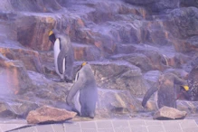 Penguin aquarium
