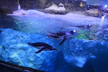 Penguin aquarium