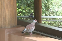 Pigeon with red around eyes