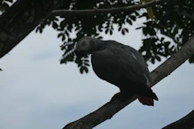 Grey parrot