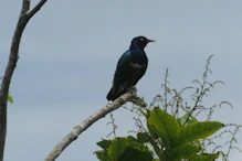 Bird with iridescent wings
