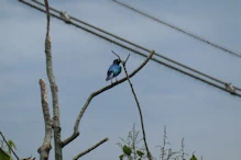 Bird with iridescent wings