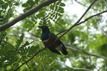 Bird with lots of colours