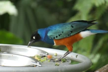 Bird with lots of colours