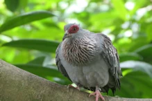 Pigeon with red around eyes