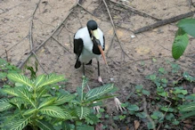 Saddle billed stork