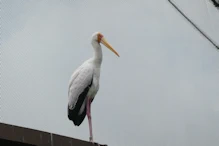 Stork