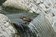 Duck on waterfall