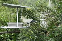 Black and white pigeon