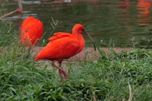 Crimson ibis