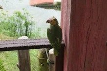 Sad looking parrot