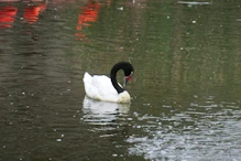 Black necked swan
