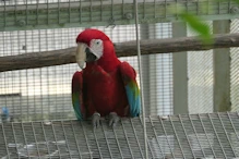 Macaw