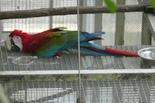 Macaw