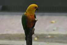 Yellow headed parrot