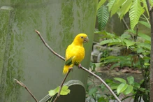 Yellow parrot