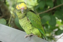 Parrot