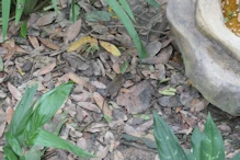 Rat fed  with left-overs