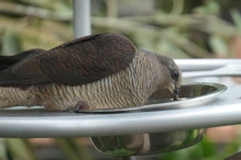 Barred pigeon