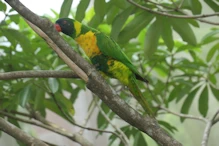 Lorikeet