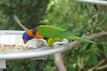 Lorikeet
