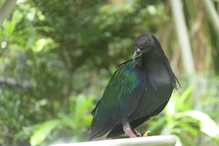 Pigeon with dredlocks