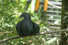 Pigeon with dredlocks