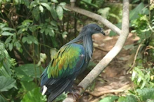 Pigeon with dredlocks