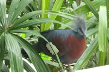Crowned pigeon