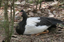 Magpie goose