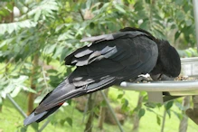 Black cockatoo