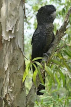 Black cockatoo