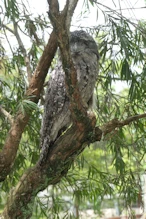 Tawny frogmouth
