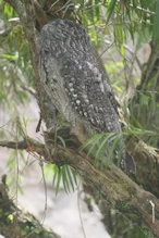 Tawny frogmouth