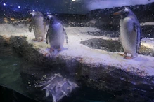 Penguins with frozen sardines to eat
