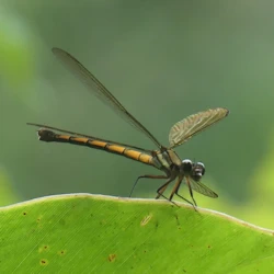 female tropical rockmaster dragonfly
