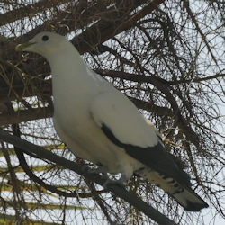 Pied Imperial Pigeon