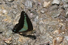 Ulysses butterfly