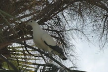 Pied Imperial pigeon