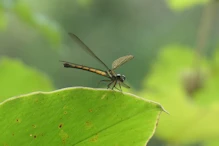 Female tropical rockmaster dragonfly