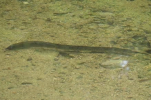 Top swimming large eel