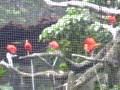 Hong Kong – Zoo Red Ibis